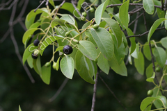 Santalum album